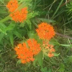 butterfly milkweed thumbnail 5