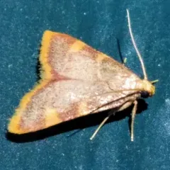 Clover Hayworm Moth thumbnail 2