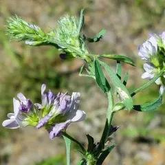 Alfalfa thumbnail 1