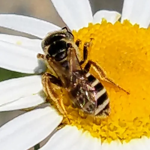 Ligated Furrow Bee