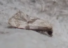 Platphalonidia magdalenae thumbnail 3