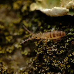 Orchesella ainsliei thumbnail 1