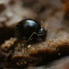 Allacma purpurescens thumbnail 1