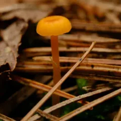 Orange Moss Navel thumbnail 1