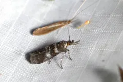 Ortholepis myricella thumbnail 3