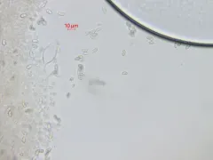 Psathyrella conissans thumbnail 3