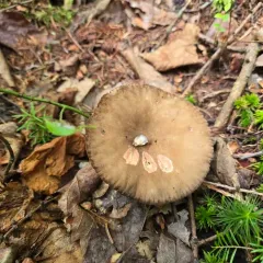 Lactifluus gerardii thumbnail 4