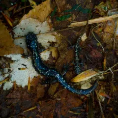 Northern Slimy Salamander thumbnail 2