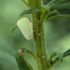 Ormenoides venusta thumbnail 3