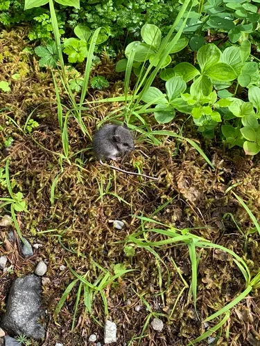 Northwestern Deer Mouse