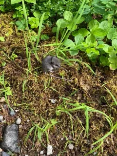 Northwestern Deer Mouse thumbnail 1