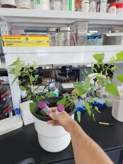 pitseed goosefoot thumbnail 1