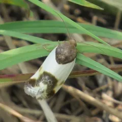 Cream-winged Bird-dropping Moth thumbnail 2