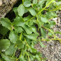 Fremont's Ragwort thumbnail 4