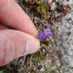 rough harebell thumbnail 4