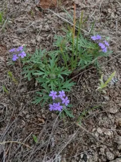 Dakota mock vervain thumbnail 2