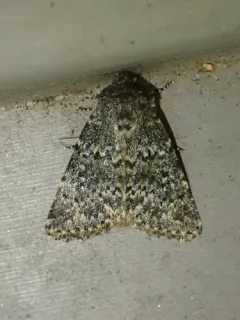 Mossy Pseudobryomima Moth thumbnail 2