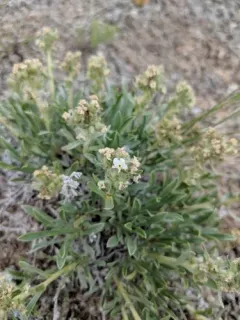 Mountain Cryptantha thumbnail 3
