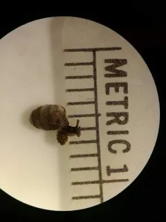 Armed Snaggletooth thumbnail 1