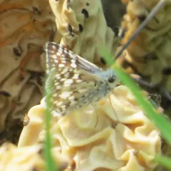 Common Checkered-Skipper thumbnail 2