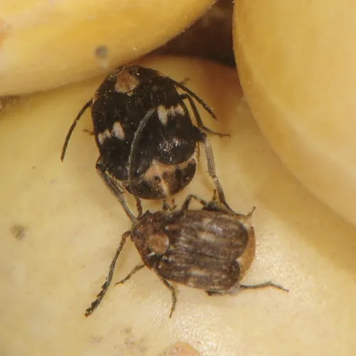 Mexican Bean Weevil