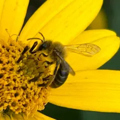 Sunflower Mining Bee thumbnail 3