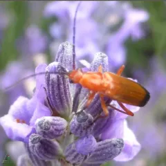 Common Red Soldier Beetle thumbnail 5