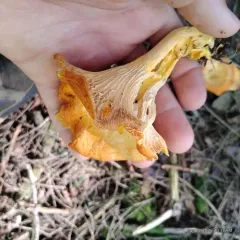Newfoundland chanterelle thumbnail 1
