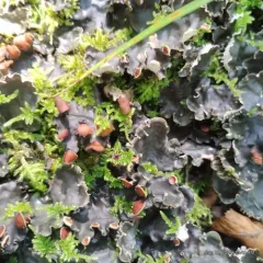 horizontal pelt lichen thumbnail 1