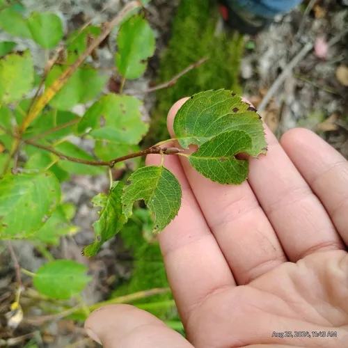 Running Serviceberry