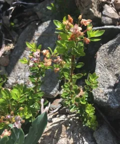 kalmiopsis thumbnail 2