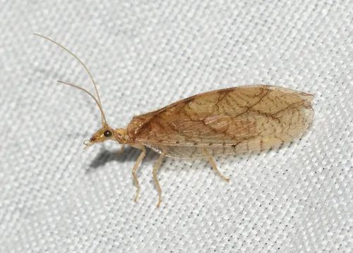 Micromus montanus