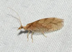 Micromus montanus thumbnail 1