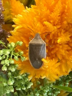 Chlorochroa senilis thumbnail 3