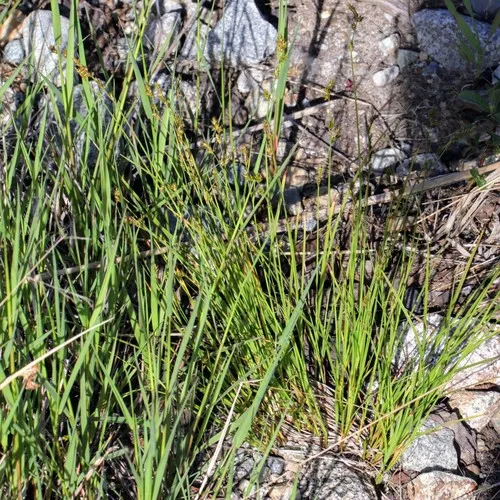 smooth-stemmed sedge