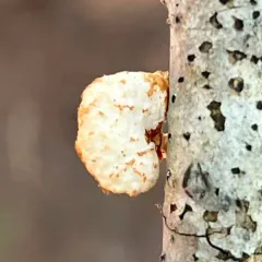 Neofavolus americanus thumbnail 4