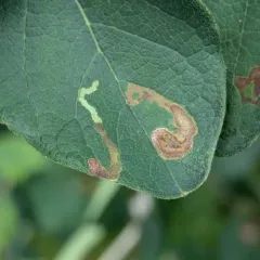 Aulagromyza luteoscutellata thumbnail 1