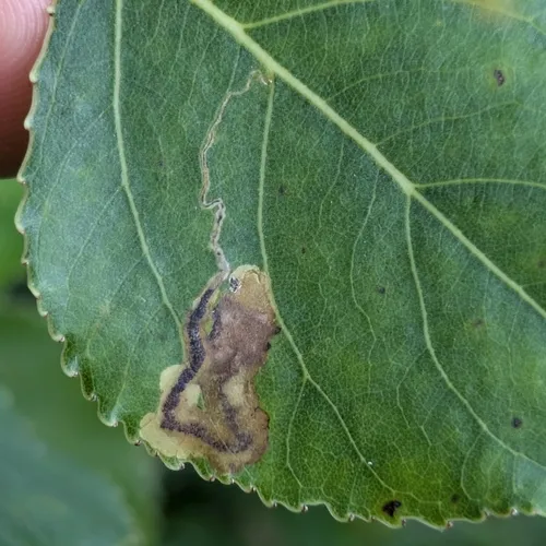 Stigmella populetorum