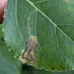 Stigmella populetorum thumbnail 1