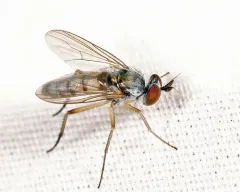 Argyra albicans thumbnail 2