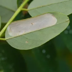 Black Locust Leafminer thumbnail 2