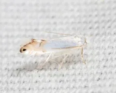 Phyllonorycter quercialbella thumbnail 2