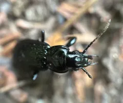 Pterostichus punctatissimus thumbnail 4
