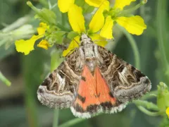 Drasteria mirifica thumbnail 3