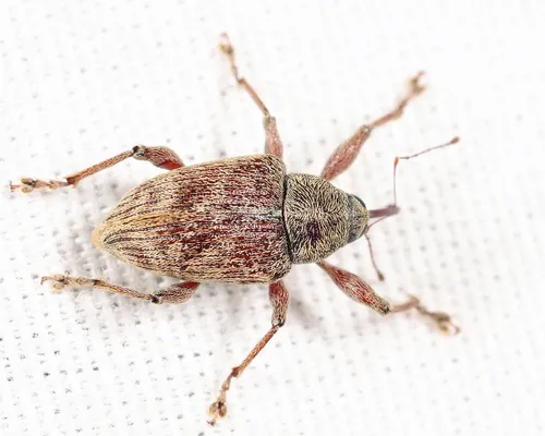 Curculio orthorhynchus