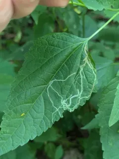 Liriomyza eupatoriella thumbnail 1