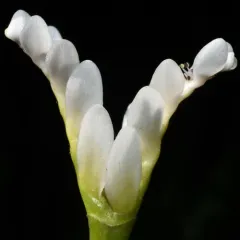 cape-pondweed thumbnail 3