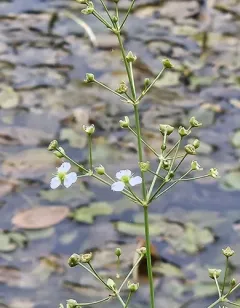 European Water-plantain thumbnail 4