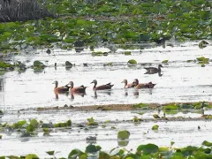 Ruddy Shelduck thumbnail 3