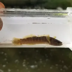 Fantail Darter thumbnail 2